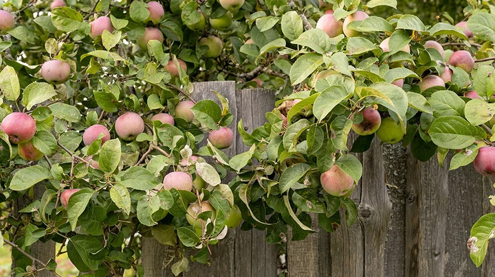 Ein Apfelbaum mit vielen reifen Äpfeln, der über den Zaun in den Nachbarsgarten wächst. Laut österreichischem Recht darf der Nachbar die Äpfel für seinen eigenen Zweck pflücken.