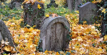 Verwitterte Grabsteine auf einem alten Friedhof in Wien, bedeckt mit Efeu und Herbstlaub, ein mystischer Lost Place.