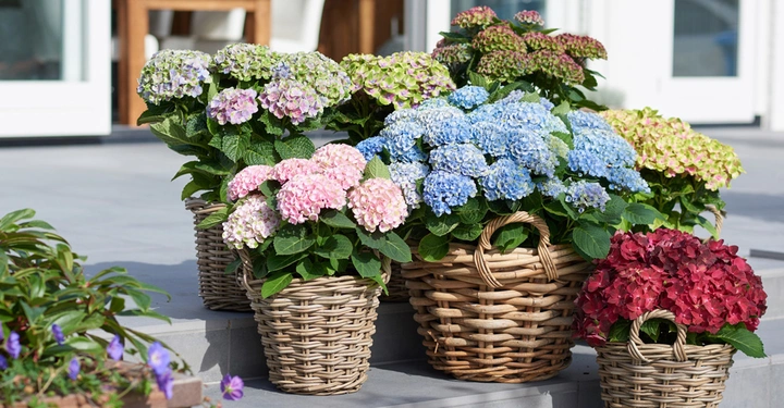 Korbpflanzen mit verschiedenen Hortensienfarben stehen auf den Stufen vor einem modernen Haus mit Glas- und Holzelementen. Weitere Pflanzen sind im Vordergrund zu sehen.