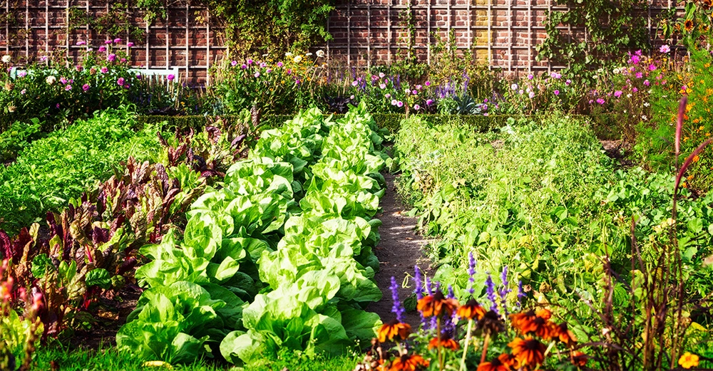 großer, reich bepflanzter Gemüsegarten mit Salatköpfen, Kräutern, Stangenbohnen, Erbsen, Radiccio und buten Blumen im Vordergrund, in der Abendsonne