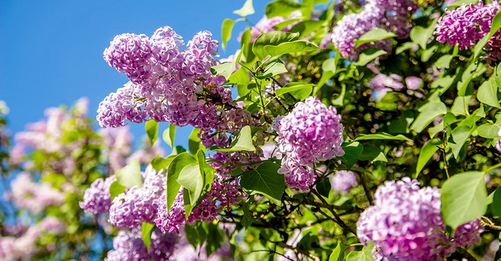 Galerie-Bild 1: AdobeStock_237503607_1000.jpg