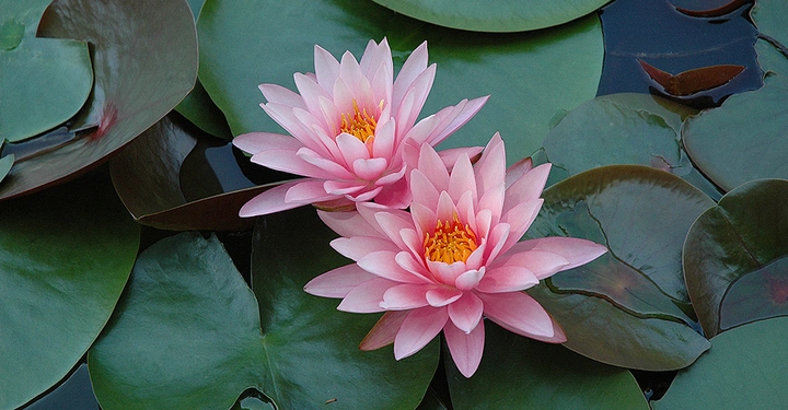 zwei Blüten einer rosaroten, winterharten Nymphea-Seerose, umgeben von dunkelgrünem Seerosenlaub. 