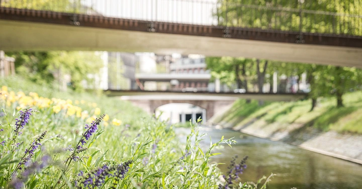Lila Blumen wiegen sich im Wind am Ufer eines kleinen Flusses unter zwei Fußgängerbrücken in einer städtischen Parklandschaft.
