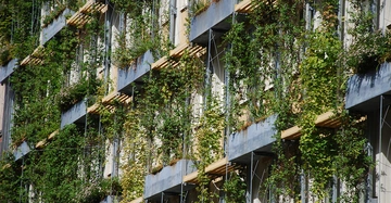 Fassadenbegrünung mit Stahltrögen und verschiedenen Kletterpflanzen am Gebäude der Magistratsabeteilung 31 in Wien