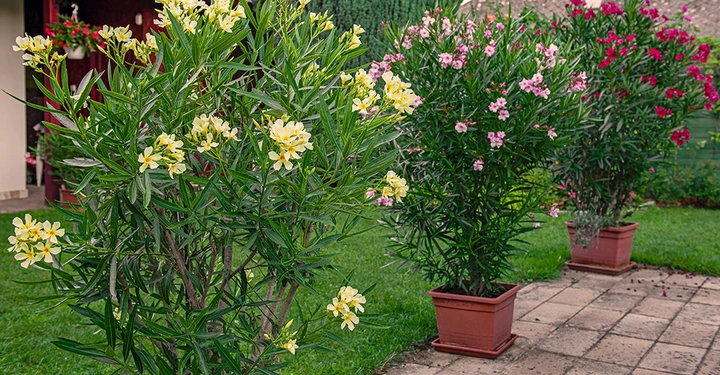 wunderbar blühender Oleander in großen Kübeln auf moderner Holzterrasse im Sommer