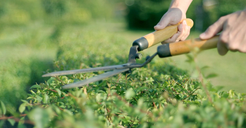 Paar Hände schneidet mit einer Heckenschere eine grüne Hecke im Garten trimmt Pflanzen im Freien.