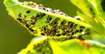 Viele kleine schwarze Insekten besiedeln die hellgrünen Blätter einer Pflanze im Freien.