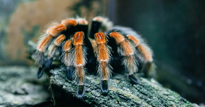 Eine große haarige Spinne krabbelt auf einem Ast in einer natürlichen Umgebung. Die Spinne hat auffällige orange-schwarze Beine.