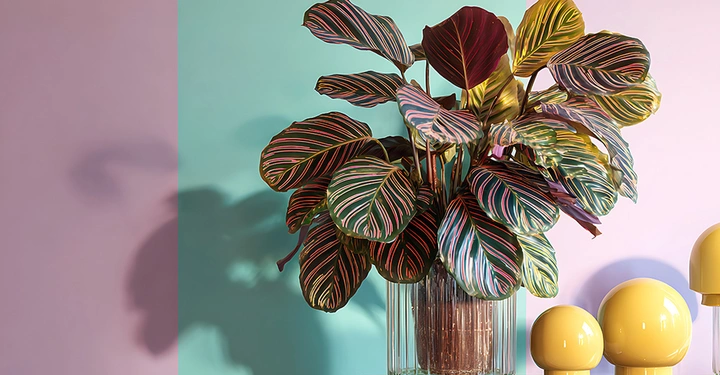 Clathea mit wunderschöner Blattzeichnung vor pastellfarbener Wand und senfgelber Deko rechts ht