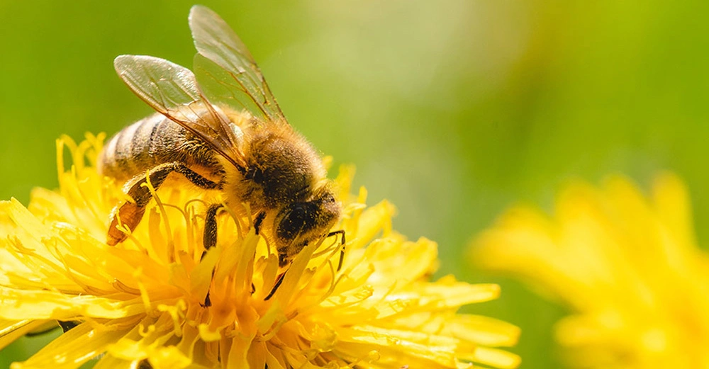 Biene sammelt Nektar von einer gelben Blume in einem sonnigen Garten mit grünem Hintergrund und weiteren unscharfen gelben Blüten im Hintergrund.