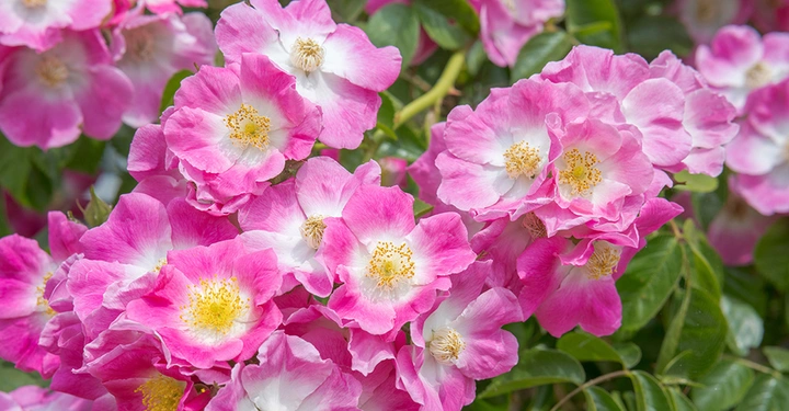 Strauch mit Rosa Gallica, zartrosa leuchtender Wildrosenart.