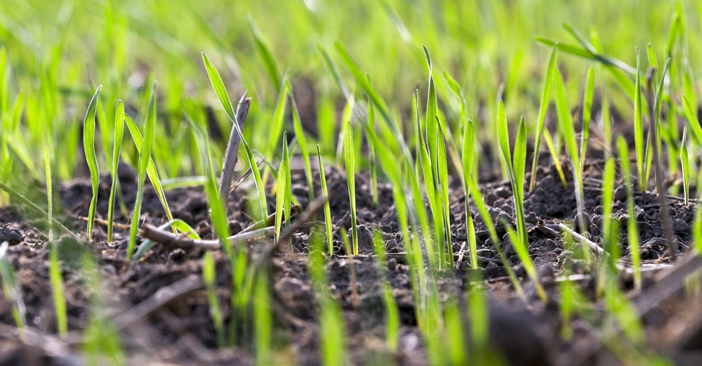 Junge grüne Grashalme sprießen aus dem Boden auf einem Feld in Nahaufnahme vor einem Hintergrund aus unscharfem Grün