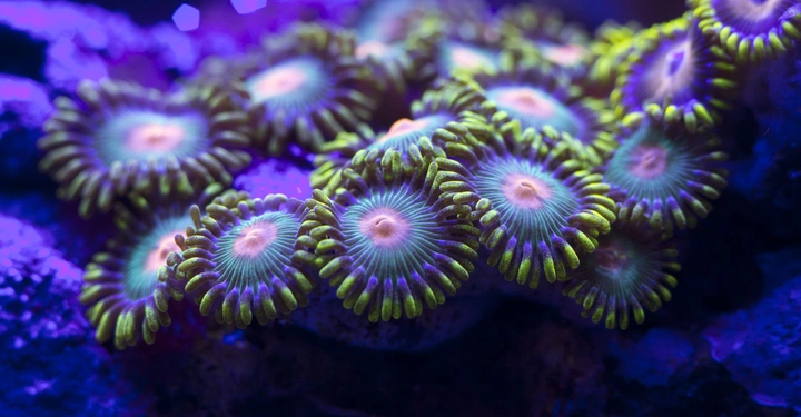 Eine Kolonie grün-violett leuchtender Korallenwucherlinge sitzt ruhig auf einem felsigen Untergrund unter intensivem blauen Licht im Meerwasser.