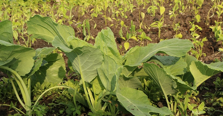 Gemüsebeet, im Vordergrund großblättriger Kohl, dahinter junge Bohnenpflänzchen