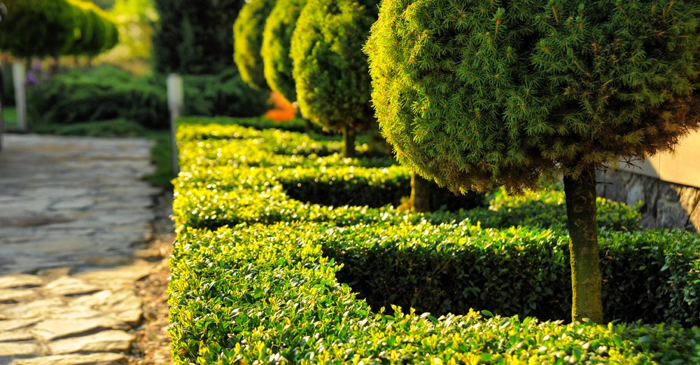 Buchsbaumkugeln und rechteckige Hecken säumen einen gepflasterten Gartenweg. Im Hintergrund sind verschiedene grüne Pflanzen und Bäume sichtbar.