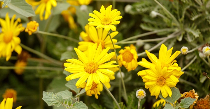 Galerie-Bild 3: AdobeStock_94317621_1000.jpg