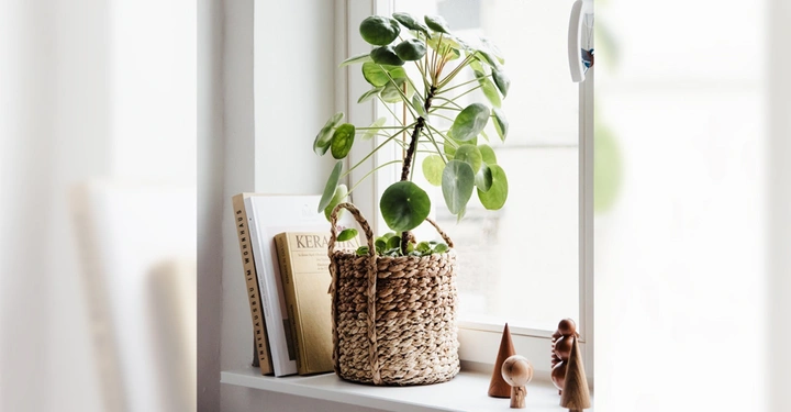 Pflanze steht in einem geflochtenen Korb auf einer Fensterbank neben Büchern und kleinen Holzdekorationen in einem hellen Raum. Texte auf Büchern: Keramik Timmerplätze im Wohnhaus Verstegen Axel.