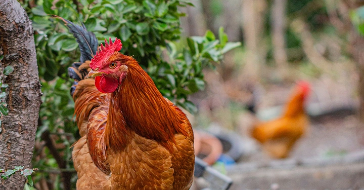 Ein brauner Hahn mit rotem Kamm steht zwischen Bäumen und grünen Büschen. Im Hintergrund ist ein weiterer unscharfer Hahn zu sehen.