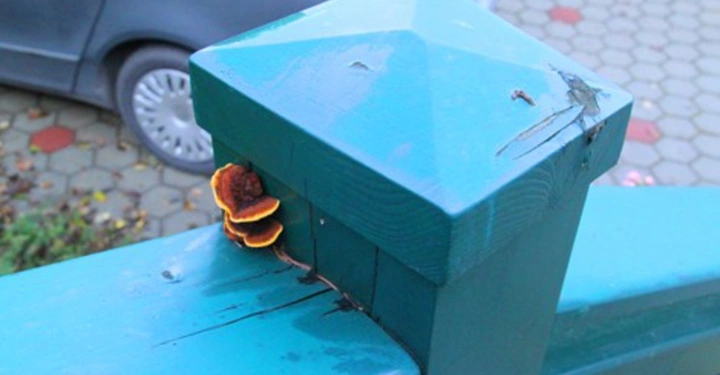 Galerie-Bild 30: Ein Pilz wächst an einem blauen Holzzaunpfosten ein graues Auto und ein gepflasterter Boden mit runden Steinen im Hintergrund