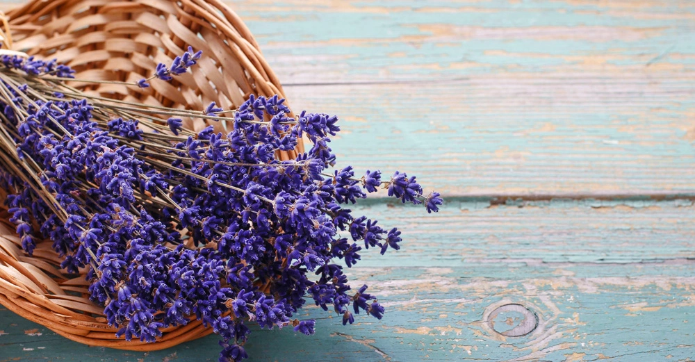 Ein Bündel Lavendel liegt in einem geflochtenen Korb auf einer grün-blau gestrichenen, leicht verwitterten Holzoberfläche.
