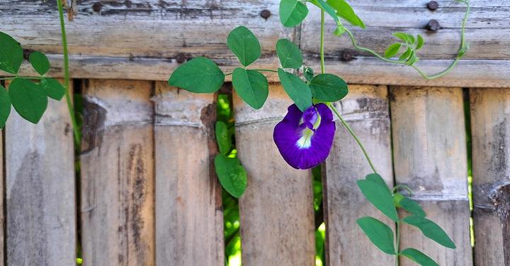 Auf einem massiven Holzzaun aus Bambus wächst eine blaue Klitorie.