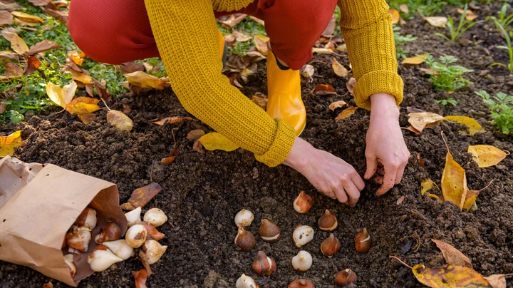 Frau in senfgelbem Strickpulli, roter Hose und gelben Stiefeln setzt Blumenzwiebeln in Herbsterde ein.