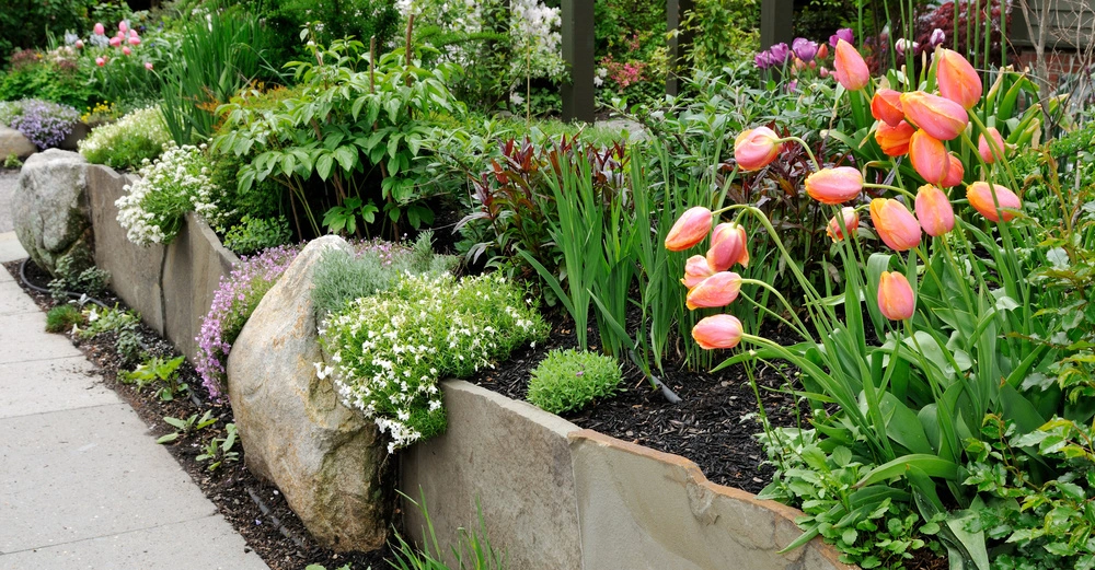 Pinke Tulpen blühen in einem gepflegten Gartenbeet neben anderen bunten Blumen und Pflanzen eingeschlossen von großen Steinen und einer Steinmauer neben einem Bürgersteig