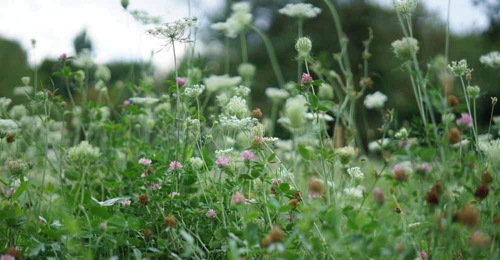 Verschiedene Wildblumen blühen in einer Wiese umgeben von Bäumen und Vegetation bei Tageslicht.