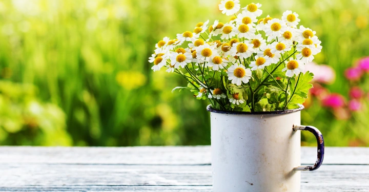 Weiße Emailletasse mit weißen Gänseblümchen steht auf alten Holztisch im Freien umgeben von grünem unscharfen Hintergrund