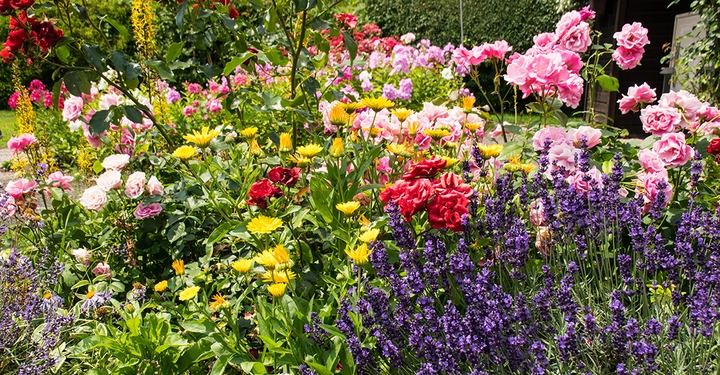 buntes Blumenbeet mit Rosen, Tulpen, Lavendel, Ziergräsern und viel farbigen Blüten