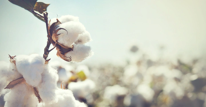 Baumwollpflanze reift auf Ast in einem Baumwollfeld bei hellem Tageslicht mit unscharfem Hintergrund.