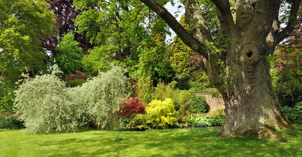 Großer Baum mit knorrigem Stamm und ausladenden Ästen steht im grünen Park neben bunten Sträuchern und Büschen die in der Sonne leuchten umgeben von üppigem Blattwerk und gepflegtem Rasen.