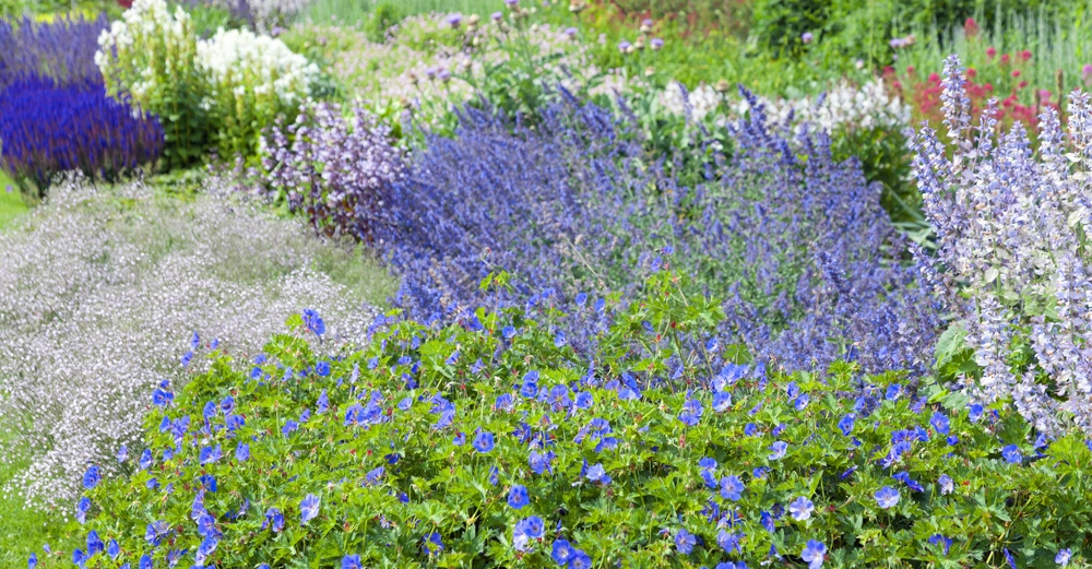 Bunte Blumen blühen in einem blühenden Garten verschiedene Farben wie Blau Lila Weiß und Grün umfassen das Bild Reihen von Blumenbeeten erstrecken sich in die Ferne umgeben von üppigem Grün.