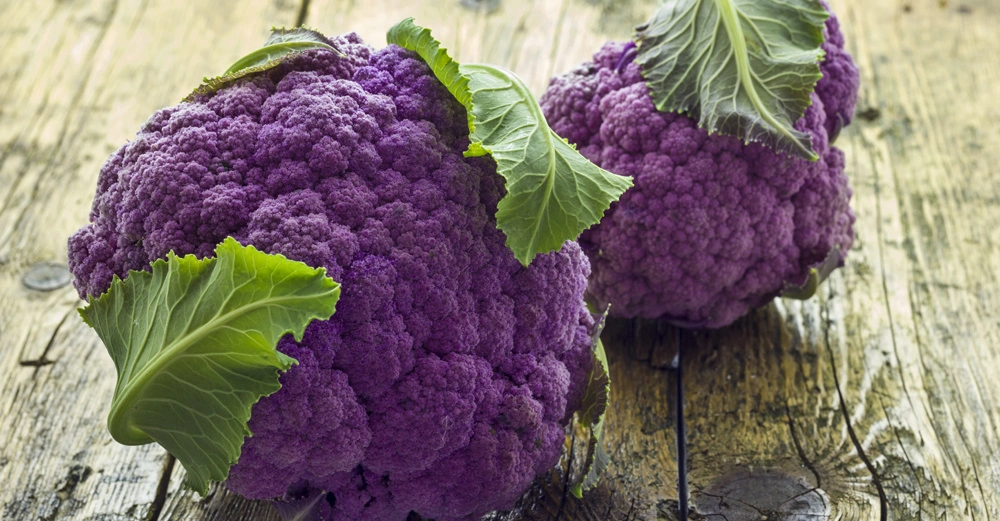 Zwei lilafarbene Blumenkohlköpfe mit grünen Blättern liegen auf einer rustikalen Holzoberfläche.