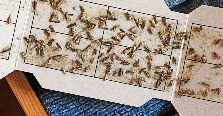 Klebefalle für Motten, voll mit toten Tieren