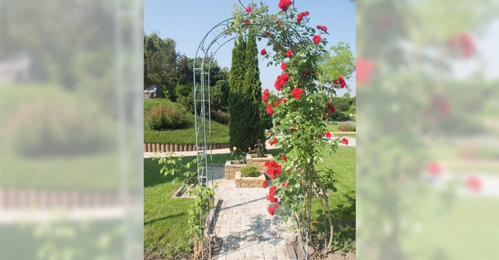 Galerie-Bild 2: Metallbogen mit roten Rosen bewachsen An einem sonnigen Tag in einem gepflegten Garten mit Rasenflächen und Bäumen.