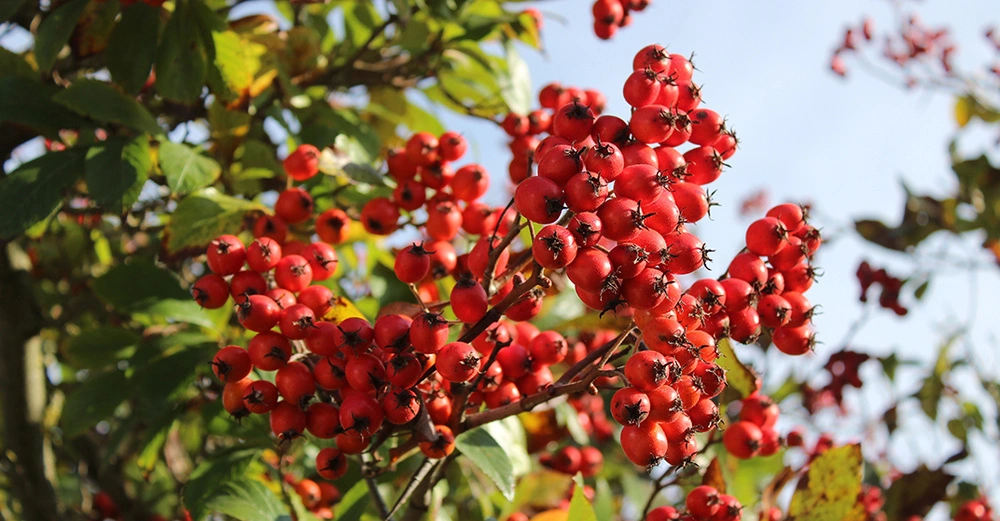 Großaufnahme der knallroten Früchte der Mehlbeere, Baum des Jahres 2025 in Österreich. 