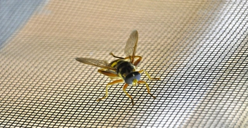 Eine Wespe sitzt still auf einem feinmaschigen Fliegengitter in einer hell beleuchteten Umgebung