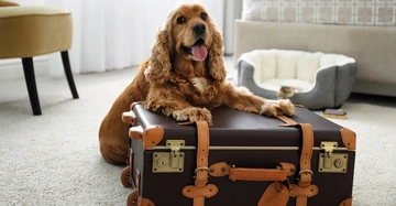 süßer Cockerspaniel sitzt mit Vorderpfoten auf gepacktem Retrokoffer aus dunkelbraunem Leder in Hotelzimmer