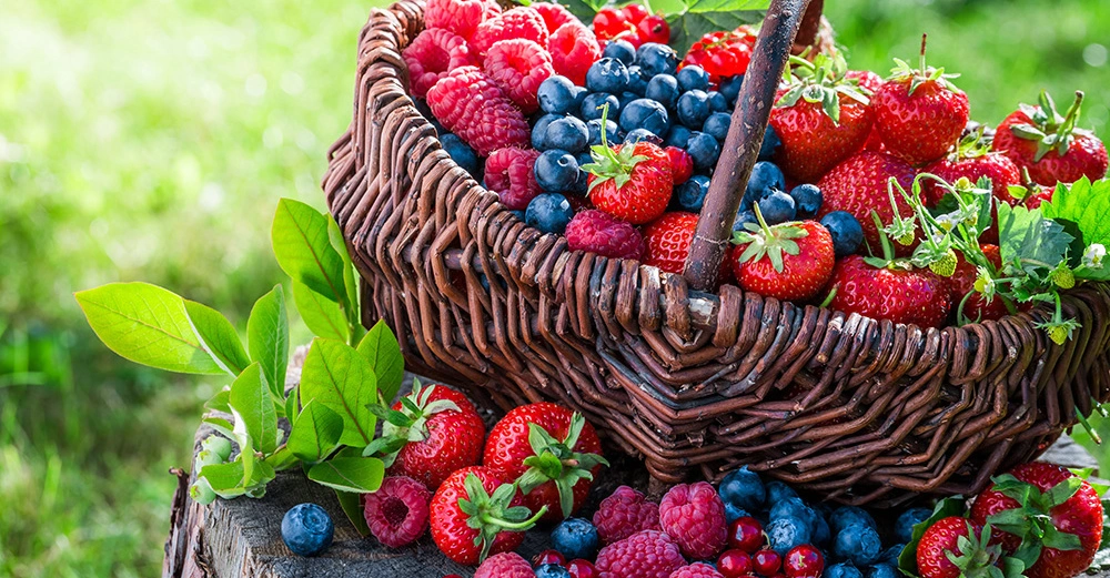 Ein Korb voller Erdbeeren Blaubeeren Himbeeren und Johannisbeeren steht auf einem Baumstumpf in einem sonnigen Garten mit grünem Gras im Hintergrund.
