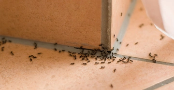 große Ameisenstraße auf Boden und unterer Wand, orange Terrakottafliesen, Ameisen mit und ohne Flügel zu sehen.