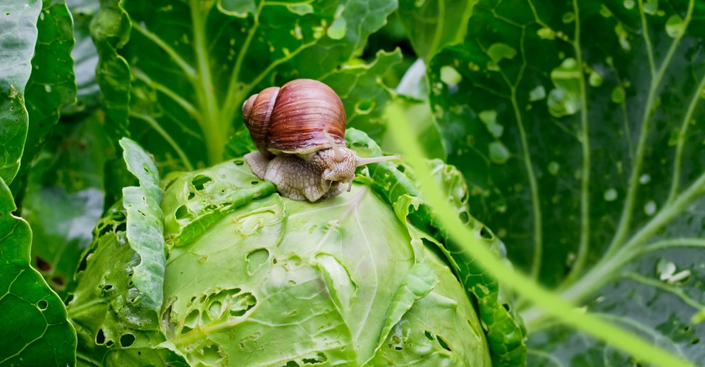 Schnecke kriecht auf einem vom Regen benetzten Kohlkopf inmitten eines grünen Gemüsebeets mit großen Blättern.