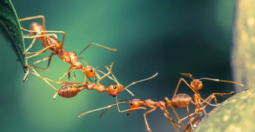 Ameisen bilden eine Brücke indem sie sich gegenseitig festhalten überbrücken einen Spalt zwischen einem grünen Blatt und einem Ast im Hintergrund unscharfe grüne Vegetation