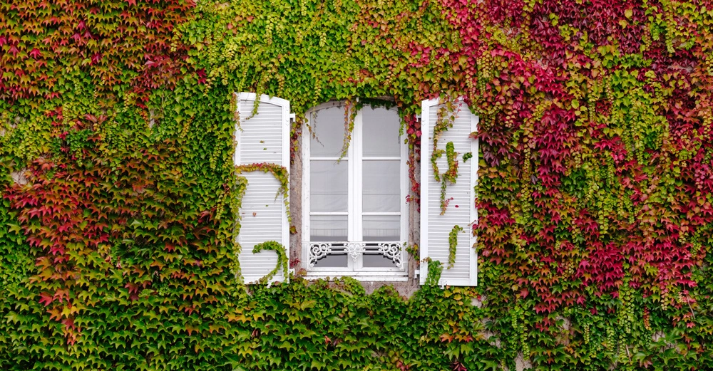 Ein weißes Fenster mit offenen Fensterläden umgeben von einer Hauswand voller grüner und roter Kletterpflanzen.
