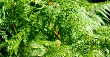 Grüne Farnblätter erstrecken sich in verschiedene Richtungen in einem üppigen Waldgebiet.