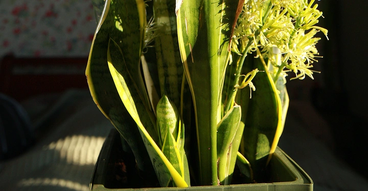 Bogenhanf mit Blüten in grünem Kunststoffübertopf, Abendlicht