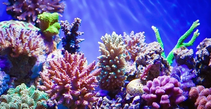 Bunte Korallen wachsen in einer Unterwasserwelt im Ozean umgeben von Wasser mit blauem Schimmer und anderen Meeresbewohnern und Felsen.