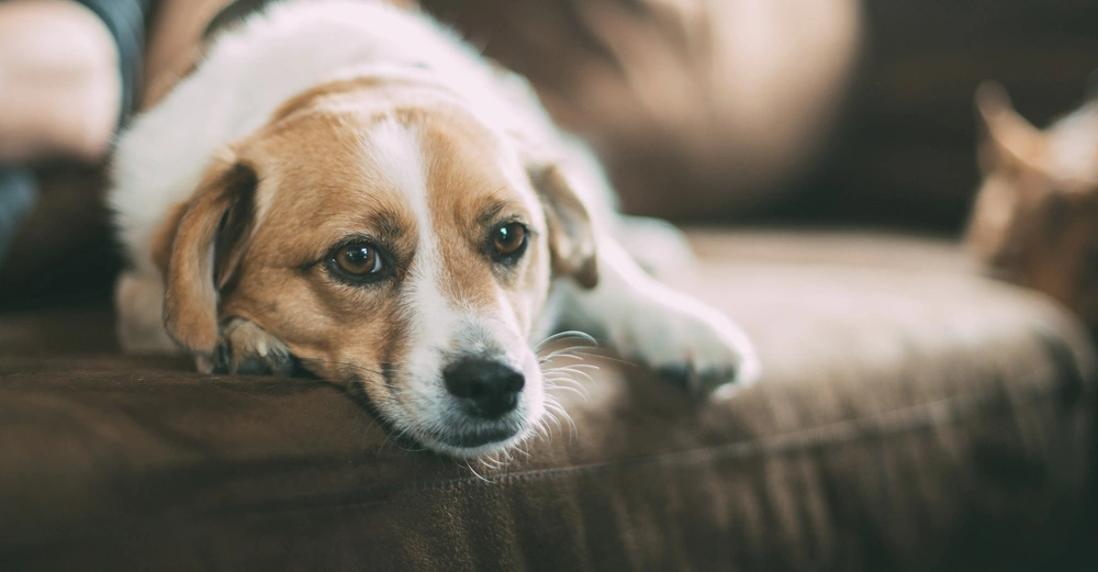 Hund liegt auf einem braunen Sofa und schaut nachdenklich in die Ferne im Hintergrund sind verschwommene Möbel zu sehen