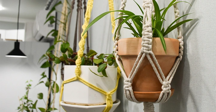 Zwei aufgehängte Pflanzentöpfe hängen in Makramee-Halterungen vertikal vor einer Wand in einem Innenraum mit anderen Pflanzen und einer Lampe im Hintergrund.