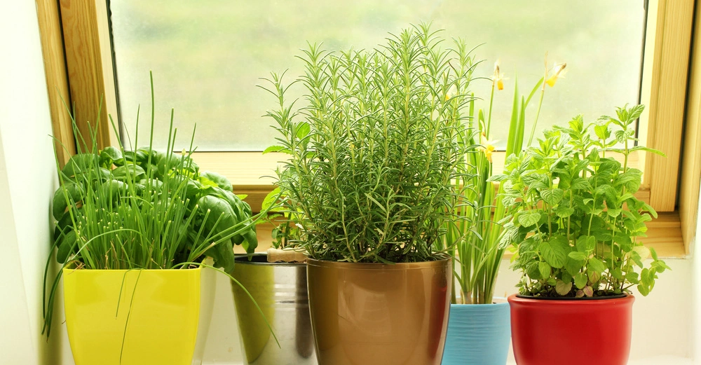Fünf Blumentöpfe mit verschiedenen grünen Pflanzen stehen auf einer Fensterbank in einem Raum mit einem Holznrahmenfenster im Hintergrund.
